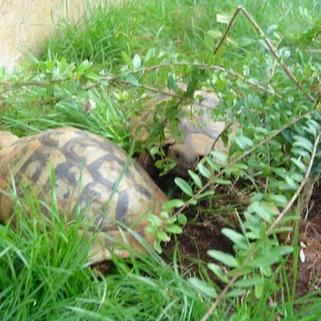 Apartment-studio-ginkgo-a1 Apartamento Banjole