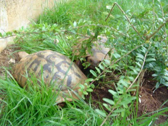 Apartment-studio-ginkgo-a1 Lejlighed Banjole